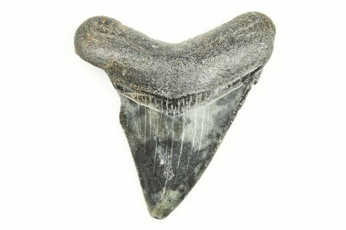 Juvenile Megalodon Tooth - South Carolina #196106